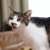 猫が『早朝に激しく鳴く』理由4選 ご飯の催促以外に、病気の可能性も