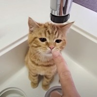 シンクに居座る子猫→退いてくれないので『水を出してみた結果』…まさかの反応が23万再生「タダモノじゃないｗ」「みんなかわいい」