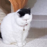 座っている猫→『何してるのかな』と思ったら…あまりにも予想外な『可愛すぎる瞬間』36万表示「とても愛らしい」「かわいいｗ」