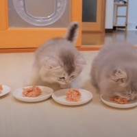 子猫たちの食事タイム→１匹だけ気づかずに遅れてしまい……『まさかの行動』が可愛すぎると大反響「愛らしい」「とても面白い」の声