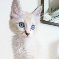 おうちに迎えた頃は『白かった子猫』が、現在…まさかまさかの『大変身した様子』に反響続々「とっても綺麗」「瞳が宝石みたいにキラキラ」