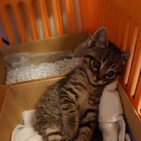 『保護直後なのに…』カゴの中にいる子猫を見てみたら→思わず吹き出す『笑撃の光景』が27万表示「本当に暇そうｗ」「疲れ切ったのかな？」