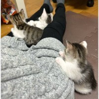 １匹だけ離れたところでちょこんと座っていた猫→『顔』を覗いてみたら……まさかの姿に「可愛すぎる」「なんて愛おしい」と18万表示の反響