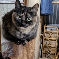 お気に入りの木の上でくつろいでいる猫→下のほうを見てみると…予想外の光景が面白すぎると55万表示「情報量多いｗ」「めっちゃ違和感ｗ」