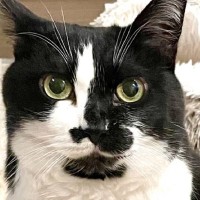 ゲームで『愛猫そっくりのキャラクター』を作成してみた結果…驚きの『再現度』が凄すぎると59万表示「上手すぎる」「最高のオトモ」の声