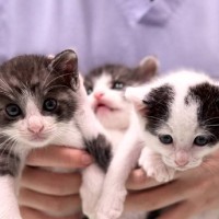こんなに小さかった『子猫の３きょうだい』が、数か月後…立派に成長した『現在の様子』が164万表示「劇的なビフォーアフター」「てえてえ」