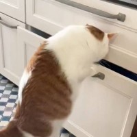 立ち上がって引き出しに手をかけた猫→あまりにも器用すぎる『笑撃の瞬間』が80万表示「すっすげぇｗ」「きっちりチェックしてるｗ」と爆笑