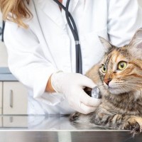 猫のリンパ腫とはどんな病気？種類別の特徴や症状、治療法について【獣医が解説】
