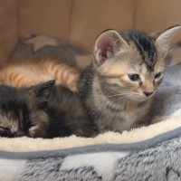 『ウトウトカックン…』遊び疲れた生後１ヶ月の保護子猫→『可愛すぎる眠気との戦い』に癒されると反響続々「屈託なくてほんわかした」