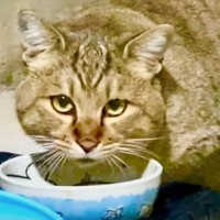 『ずっと誰かに甘えたかった野良の成猫』を保護した結果…現在の様子に涙が止まらないと77万再生「ただただ尊い」「感動しました」