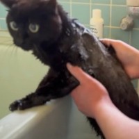 汚れてしまった猫を『お風呂』に入れた結果、心配した犬が…『まさかの行動』が素敵すぎると9万再生「優しいお姉ちゃん」「癒された」の声