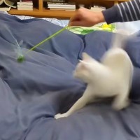 パパが娘に『猫が大興奮するねこじゃらし術』を伝授した結果…あまりにも『愛と幸せあふれる光景』に「ほっこりした」「思い出エピソードに涙」