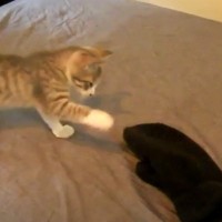 手袋に戦いを挑んだ子猫→動きだした次の瞬間…まさかの姿がかわいすぎると46万再生「腰が引けちゃってるｗ」「何度も見てしまった」