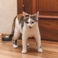 にゃ～ん、ウロウロ…愛猫が『鳴きながらうろつく』5つの意味　病気の場合も