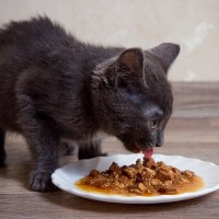 猫が『鳴きながらご飯を食べる』のはなぜ？考えられる3つの理由　なんと言っているの？
