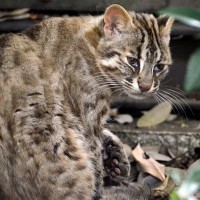 『猫』と『ネコ科動物』の違うところと共通点！ゴロゴロ言う？マタタビに酔う？