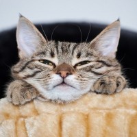 猫が『嫉妬』を感じている5つのサイン　ジェラシーを覚えるのはどんなとき？