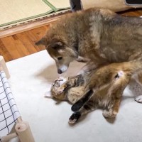 猫が寝転がっている柴犬に寄りかかろうとしたら…予想外の瞬間と『可愛すぎるやり取り』に癒される人続出「愛が爆発」「大好きなんだね」