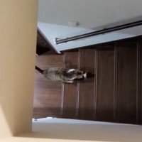 ママが下の階にいる猫に『寝るよ』と声をかけたら…あまりにも可愛すぎる『反応』に癒される人続出「早く言ってよねぇってｗ」「早っｗ」