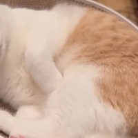 ベッドの上でくつろいでいる猫→しっぽの近くにベルが置いてあると…シュールすぎる『まさかの光景』が40万再生「チーンｗｗ」「ツボった」