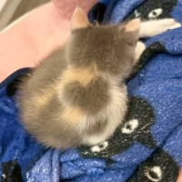 背中に『ハート模様』がある子猫→成長した結果…あまりにも予想外な『模様の変化』に驚きが隠せないと83万表示「なぜ！？」「ミステリー」