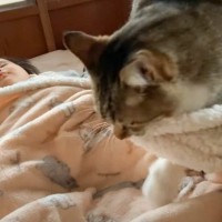 眠っている赤ちゃんに近づいた猫が……あまりにも微笑ましい『心温まる光景』に「とてもかわいい」「匂いが心地いいんだろうね」の声