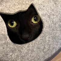 『なんかジワジワくる…』穴から顔をだしている黒猫を見てみると→思わず吹き出す『作画崩壊している姿』が210万表示「福笑いｗ」「怖っｗ」