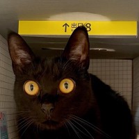 猫が好きな箱をアレンジして『８番出口』を再現してみた結果…可愛すぎる『異変』に「引き返したくない」「0になってもいいや」と729万表示