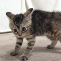 普段はおとなしい子猫が、突然『オラオラ系』に…まさかの『ハイテンション姿』が可愛すぎると反響続々「ギャップ萌えがすごい」「かわいさ爆発」