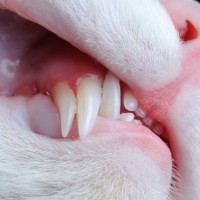 猫の『歯を抜いたほうがいい』4つのケース　抜歯のメリット・デメリットを知っておこう