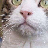 猫の『鼻クソ』が気になったら…考えられる4つの原因とキレイにする方法