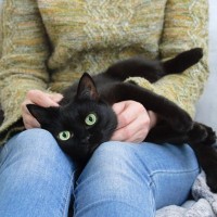 猫にも人にも危険な『人獣共通感染症』代表的な3つの病気と守るべき“距離”