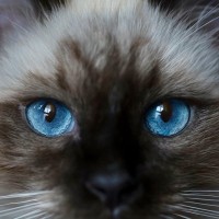 猫の『視力を低下させる』原因6選　目が見えづらくなっているサインも解説