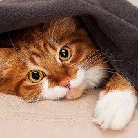 猫が『目を回している』ときに考えられる3つの病気　そもそも、猫は人みたいに目を回すことがある？