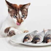 猫のおやつに似ているけど…絶対に与えてはいけない『魚の加工物』4選