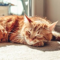 猫の『ハイシニア期』はいつから？超高齢猫に起きる変化3つと気をつけてあげたいこと