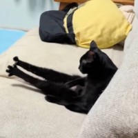 ソファでくつろいでいる猫を見てみたら→『仕事帰りのおっさんみたいな姿』が笑撃的すぎると2797万再生「とても疲れているようだｗ」