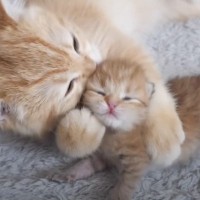 生まれたばかりの赤ちゃん猫を前に『母性が爆発しちゃった子猫』…尊さ限界突破の瞬間が７万再生「本当に可愛くて癒される」「胸が熱くなった」