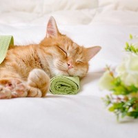 愛猫の死期が迫ったら…穏やかな最期のために『看取りのときにやってあげたい』5つのこと