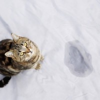 なぜ猫は『おふとんに粗相』をするの？考えられる4つの理由とやめてもらうための対策