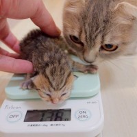 赤ちゃん猫の体重を量ろうと『寝床から連れ出したら』、母猫が…『愛に溢れた瞬間』に思わず笑顔になる人続出「本当に愛らしい」「癒された」