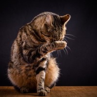 猫がよくやる『ジェスチャー』3選と、それぞれのキモチ　動きを観察することでわかること