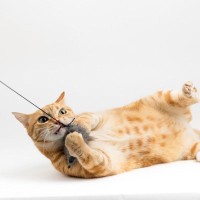 猫を『欲求不満』にさせないために試したい3つの予防法　放置すると起こり得るトラブルも