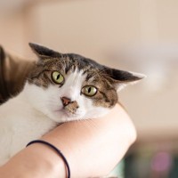 猫にウザがられてしまう『飼い主さんの残念な行動』3選　うんざりしているときのサインも