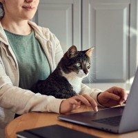 猫が『視界を邪魔してくる』ときの3つの心理　かまってほしいサイン？やんわりどいてもらうには？