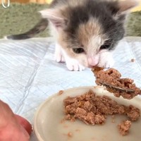 保護子猫が『初めての離乳食』に挑戦した結果…思わずニヤける『まさかの瞬間』が３万再生「めちゃくちゃ可愛い！」「ウマウマだねｗ」