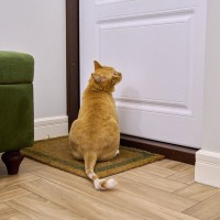 愛猫が『外に出たがってしょうがない』ときの4つの対処法　根負けして外に…はダメ！