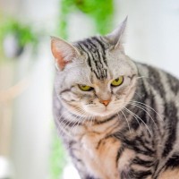 恨むぞよ…愛猫の『恨みを買ってしまう』飼い主のタブー行為4つ　猫は嫌な記憶は忘れない？