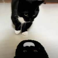 猫が『自分そっくりのスリッパ』を見た結果…予想外の反応が"可愛すぎる"と笑顔になる人続出「心境が気になる」「とても面白くて可愛い」
