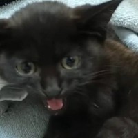 不安で鳴き続けていた保護子猫→大切に育てた結果…３年後の『目を見張る変化』が泣けると183万再生「目頭が熱くなりました」「愛情の賜物」